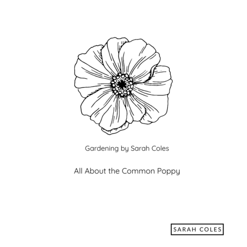 All about the Common Poppy. Image: Outline of Poppy