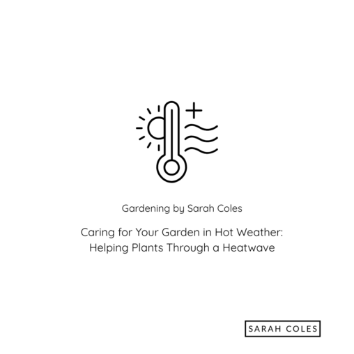 Caring for your Garden in the Hot Weather. Helping Plants Through a Heatwave. Image: Sunshine and Thermometer.