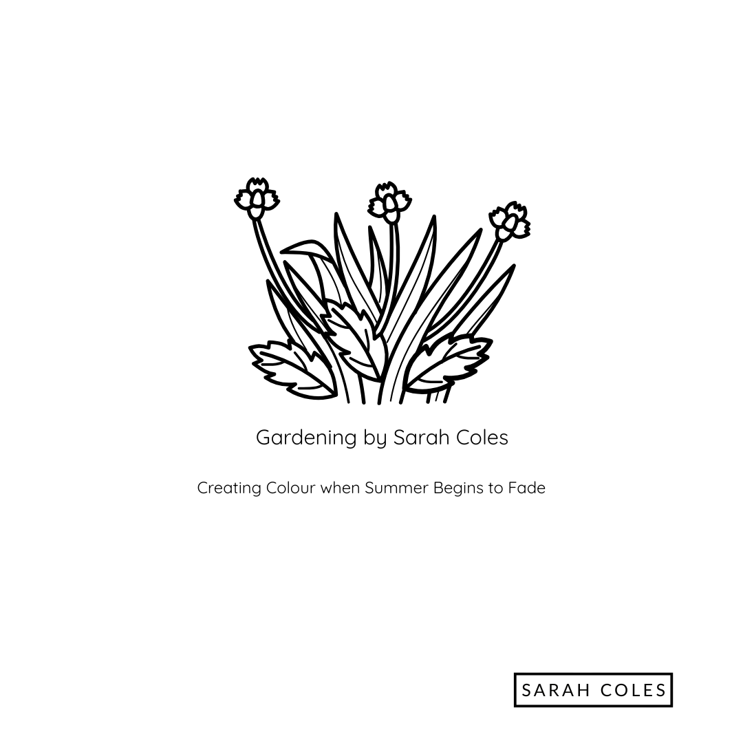 Creating Colour When Summer Begins to Fade. Outline Drawing of Flowers.