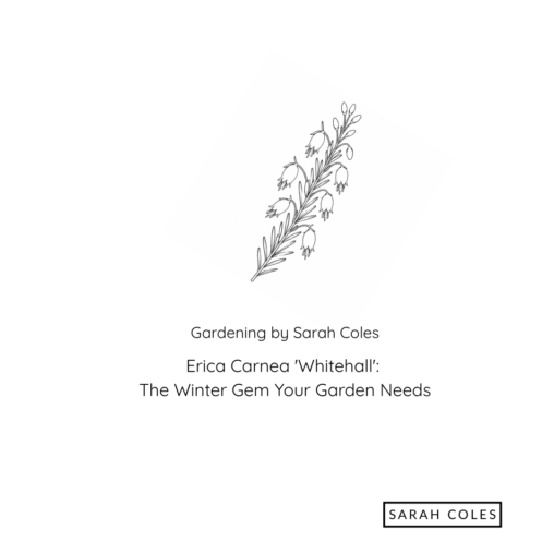 Erica Carnea 'Whitehall': The Winter Gem Your Garden Needs. Image: Outline of Heather Sprig.