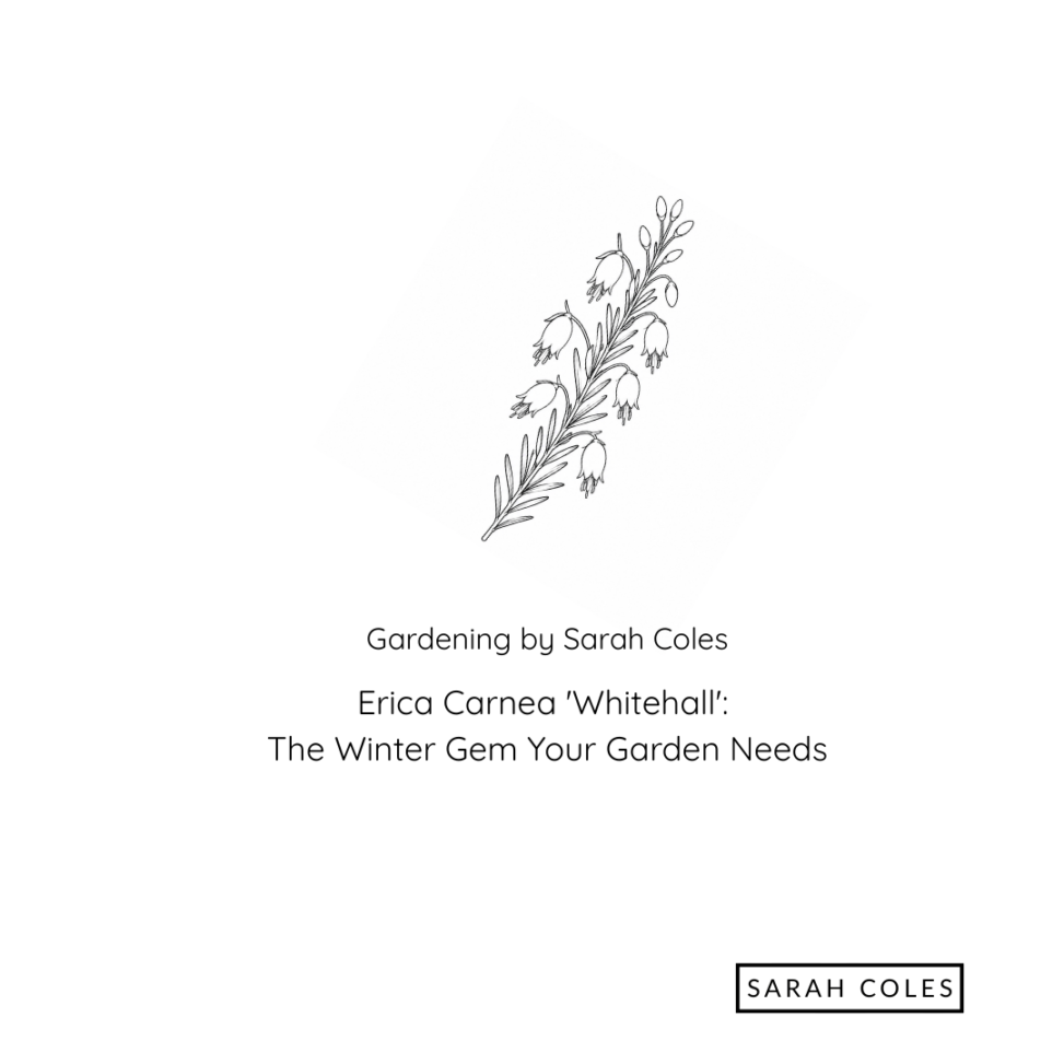 Erica Carnea 'Whitehall': The Winter Gem Your Garden Needs. Image: Outline of Heather Sprig.