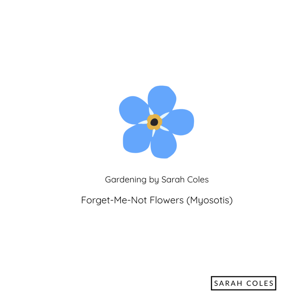 Forget-Me-Not Flowers. Myosotis. Image: Forget-Me-Not