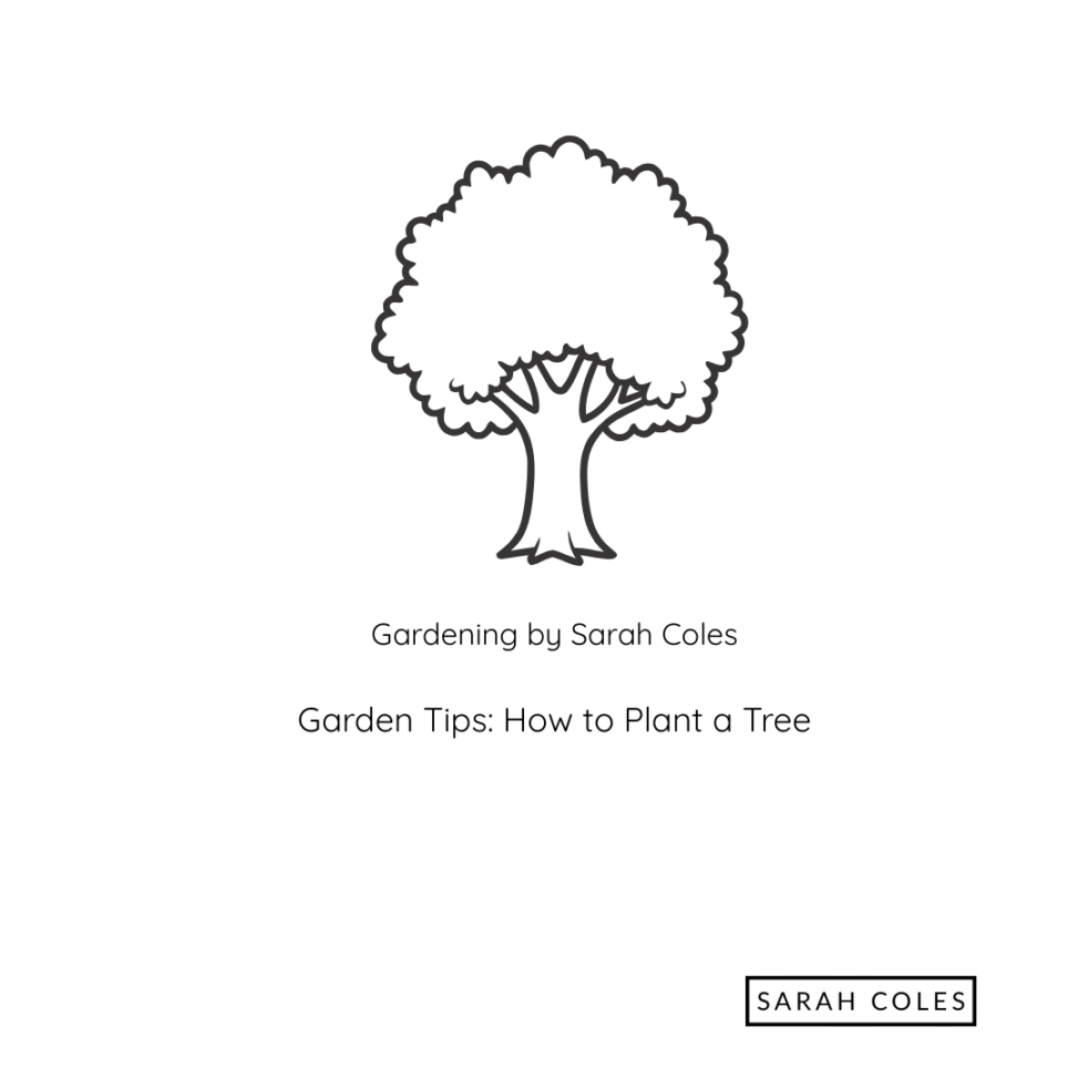 Garden Tips. How to Plant a Tree. Image: Outline of a Tree.