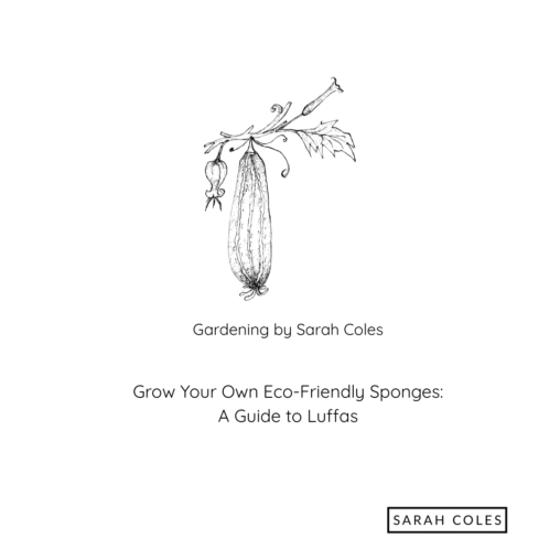 Grow your Own Eco Friendly Sponges. A Guide to Luffas. Image: Luffa Growing