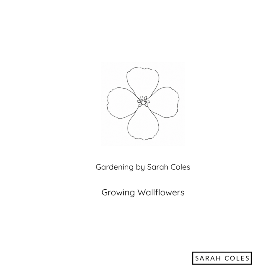 Growing Wallflowers. Image: Outline of Flower.