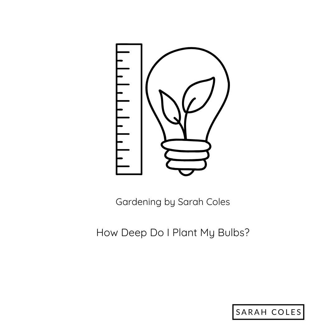 How Deep Do I Plant My Bulbs? Image: Outline of a Ruler and Light Bulb.