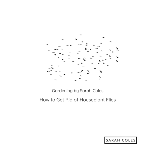 How to Get Rid of Houseplant Flies. Image: Swarm of Flies