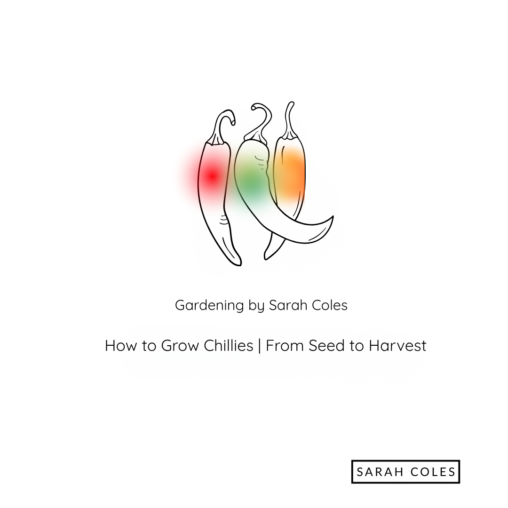 How to Grow Chillies. From Seed to Harvest. Gardening by Sarah Coles. Image: Outline of three chillies with blurs of orange, green and green colouring