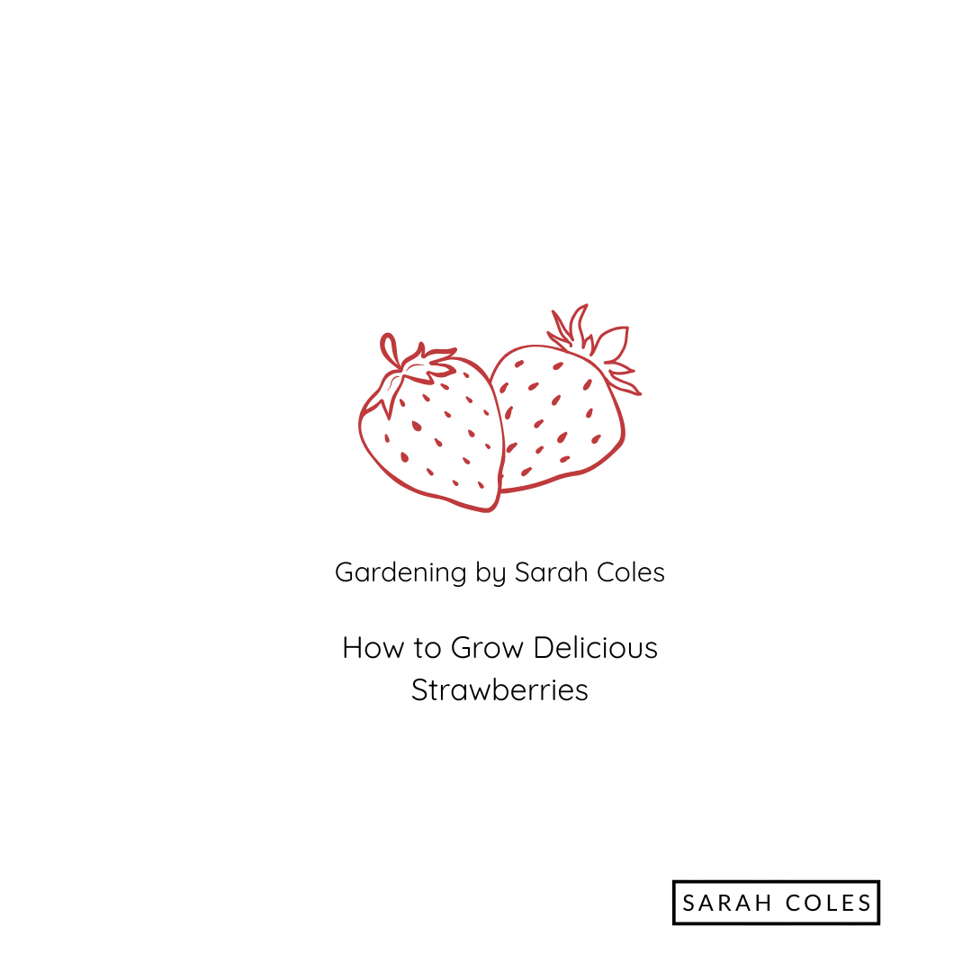 How to Grow Delicious Strawberries. Image: Outline of Strawberries.