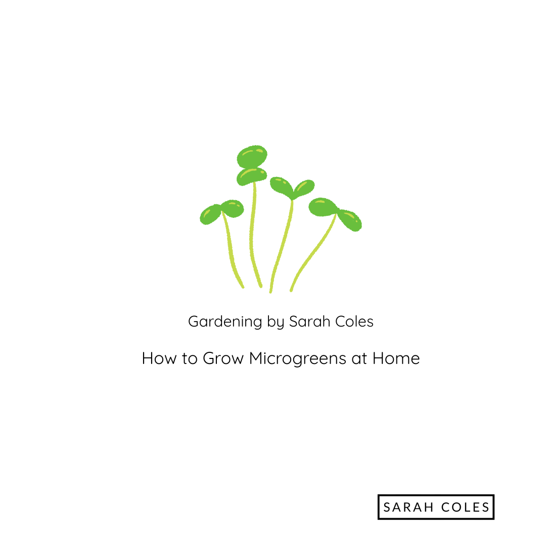 How to Grow Microgreens at Home. Image: Outline of Microgreens