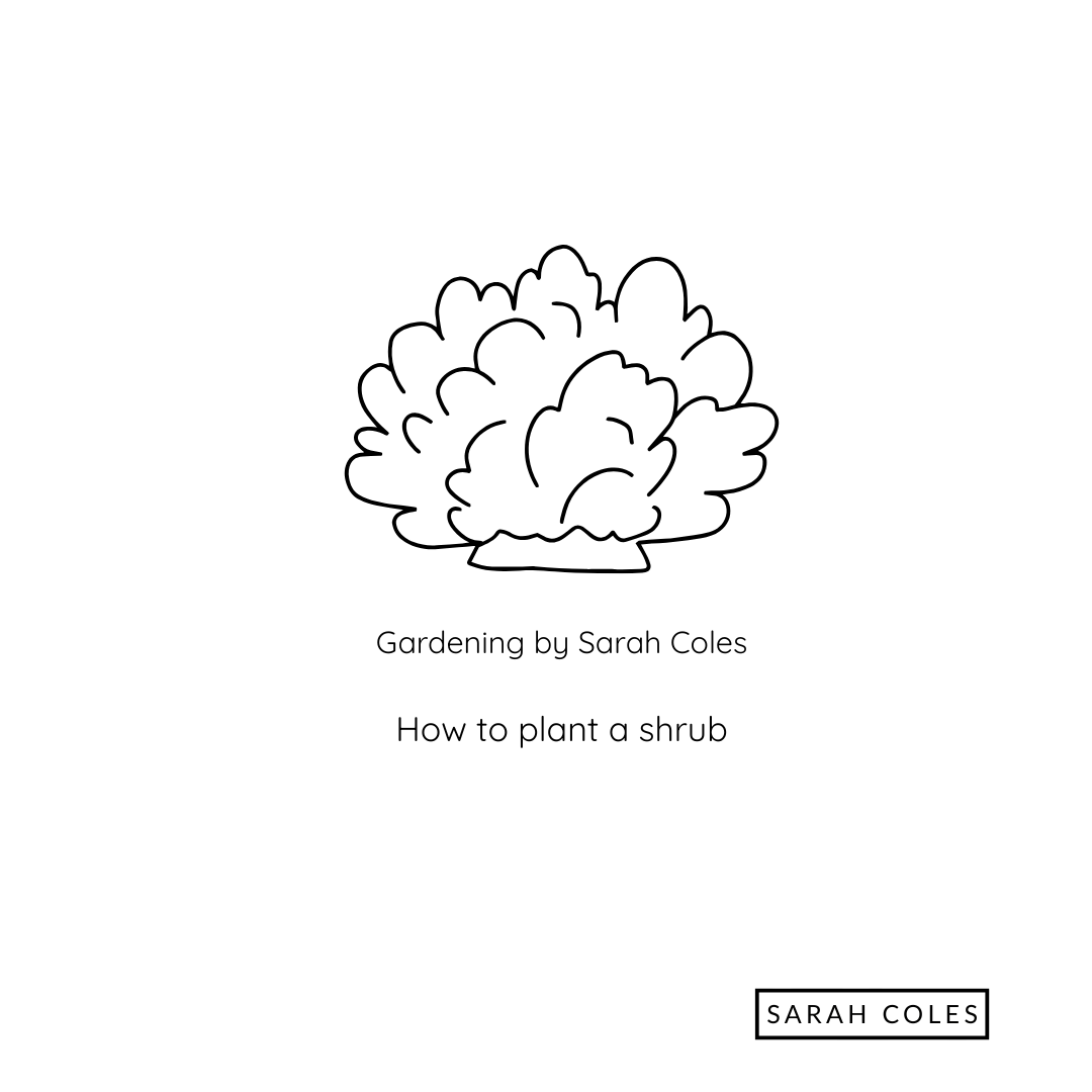 How to Plant a Shrub. Image: Outline of Shrub