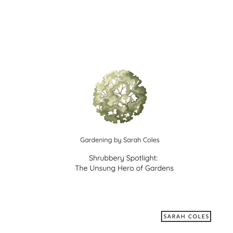 Shrubbery Spotlight: The Unsung Hero of Gardens. Image of garden design Symbol for Shrub. Gardening by Sarah Coles