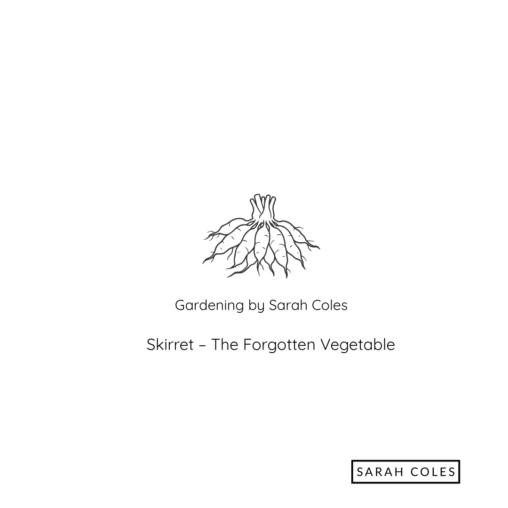 Skirret - The Forgotten Vegetable. Gardening by Sarah Coles. Image Outline of Skirret.