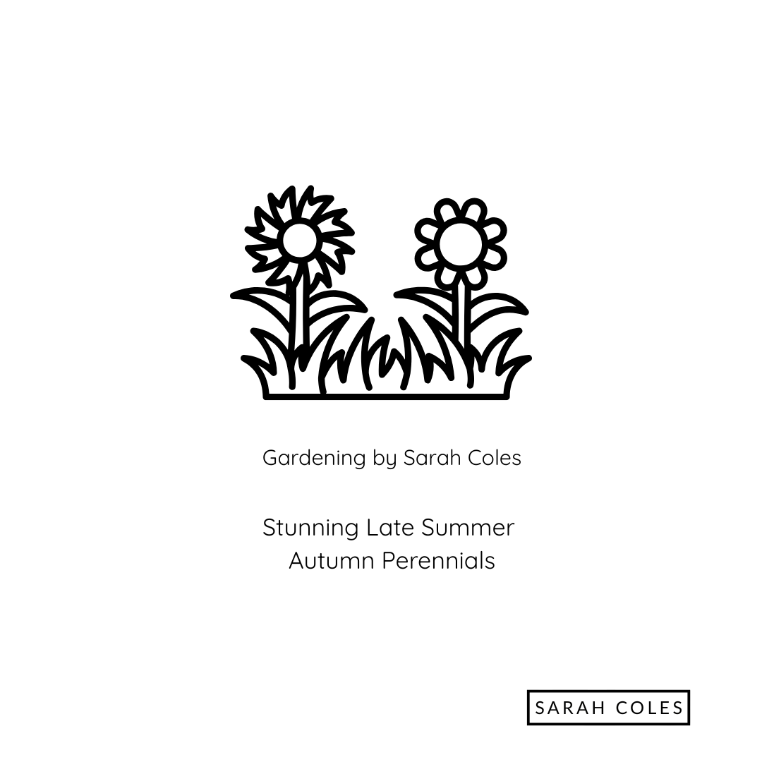 Stunning Late Summer Autumn Perennials. Image: Outline of Summer Flowers