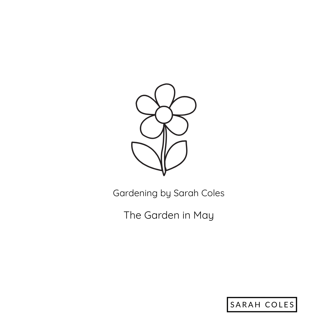 The Chelsea Chop - Keep Summer Flowering. Image: Outline of Flower.