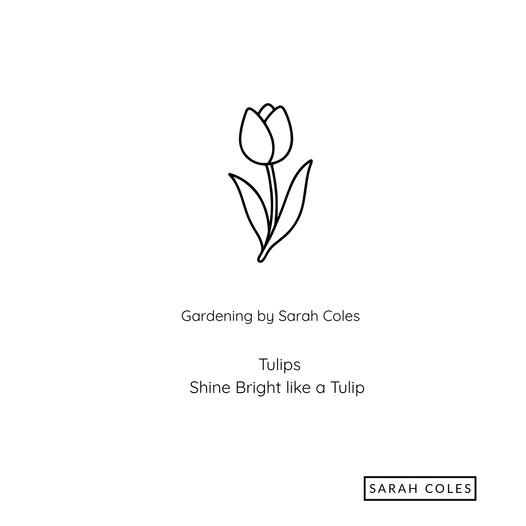 Tulips. Shine Bright Like a Tulip. Image: Outline of Tulip