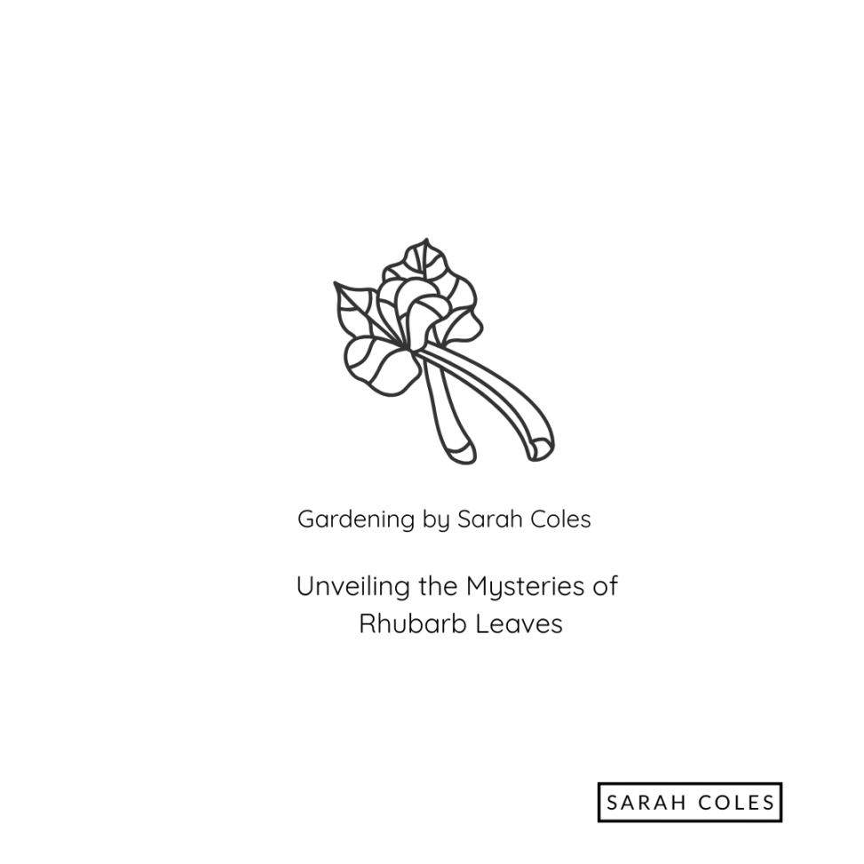 Unveiling the Mysteries of Rhubarb Leaves. Gardening By Sarah Coles. Image: Outline of Rhubarb Leaves