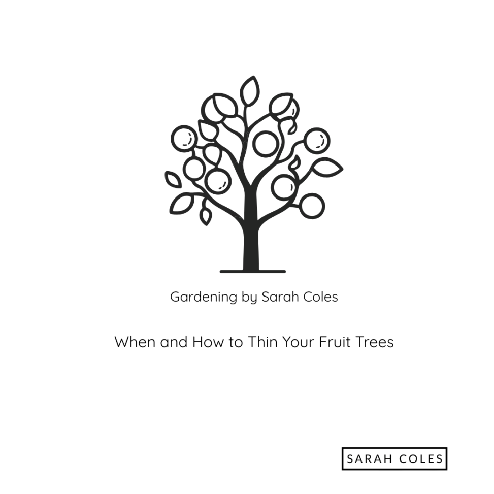 When and How to Thin your Fruit Trees. Image: Outline of Fruit Tree