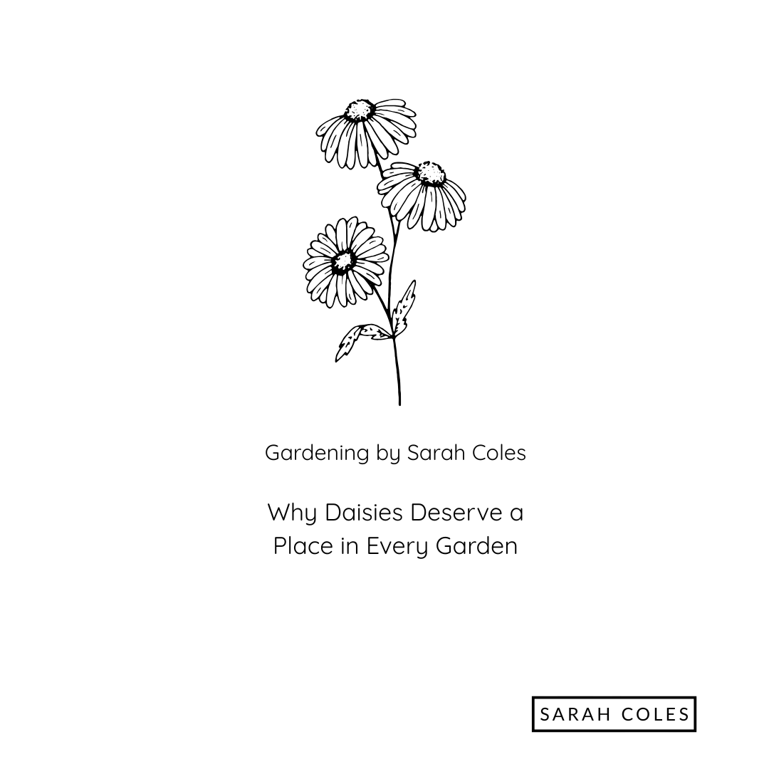 Why Daisies Deserve a Place in Every Garden. Image: Outline of Daisies.