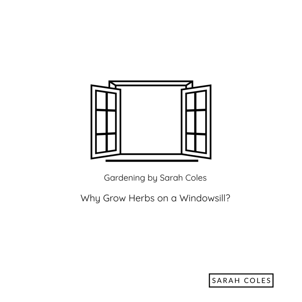 Why Grow Herbs on a Windowsill