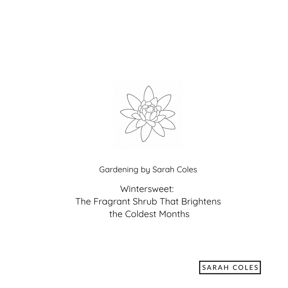 Wintersweet. The Fragrant Shrub that Brightens the Coldest Months. Image: Outline of Flower