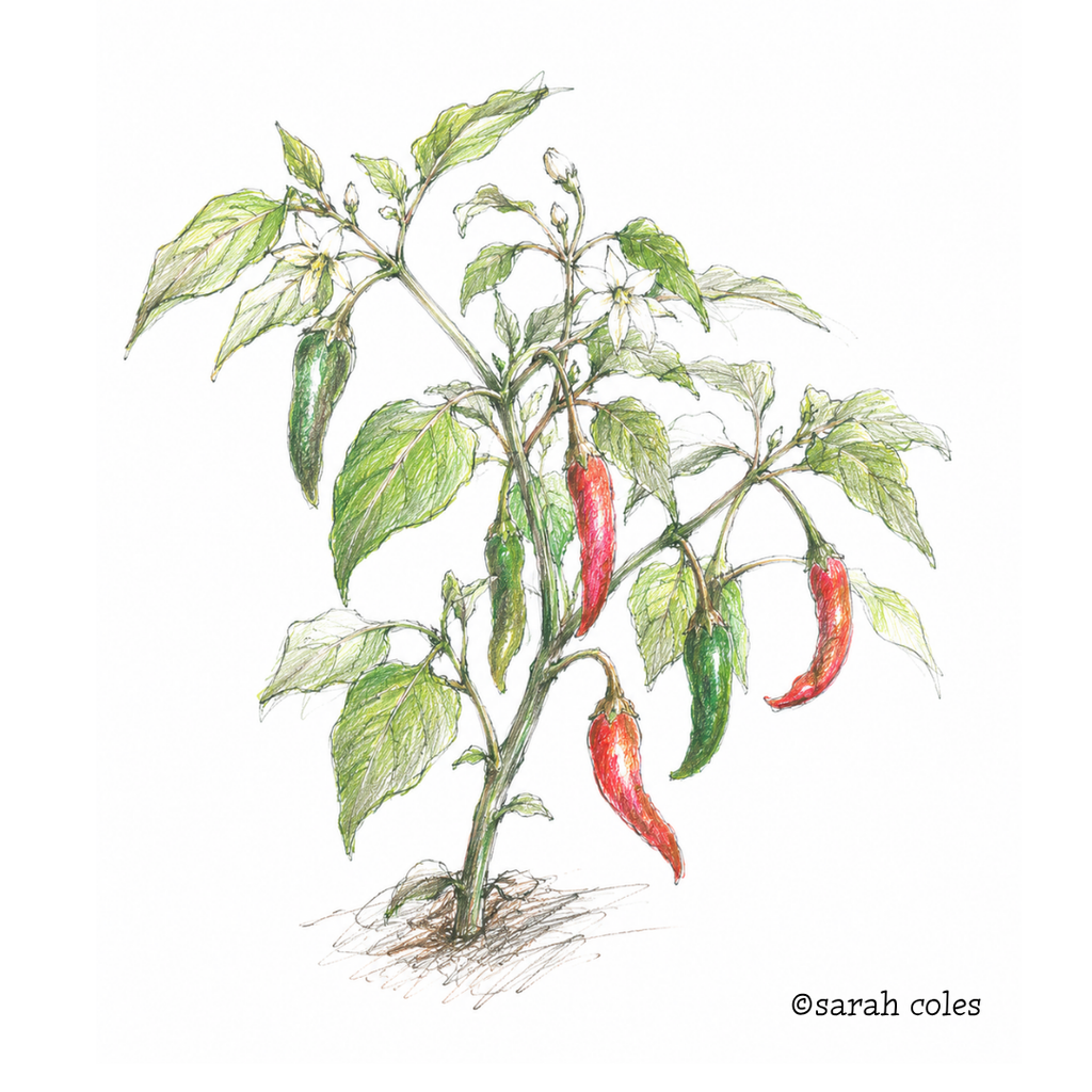 Colourful Sketch of a Chilli Plant with red and green fruits.
© Sarah Coles
