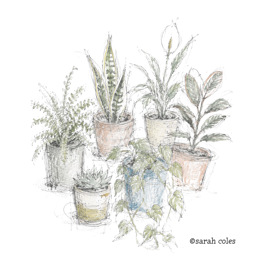 Colour Sketch of Houseplants.
© Sarah Coles