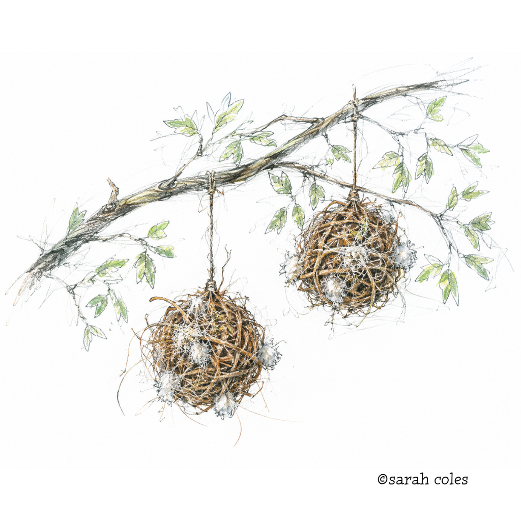 Colouring Pencil Sketch of Nesting Balls Hanging from a Tree Branch.
© Sarah Coles