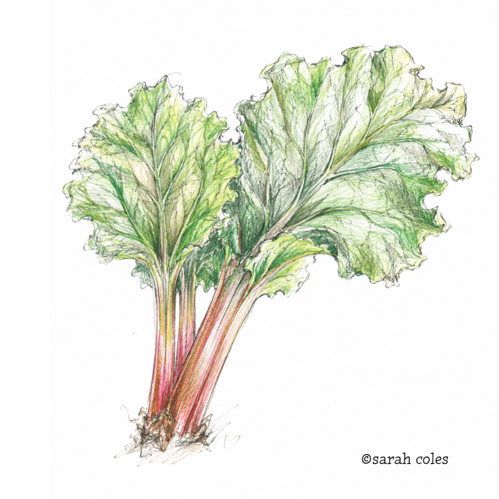 Rhubarb Leaves Colourful Sketch.
© Sarah Coles