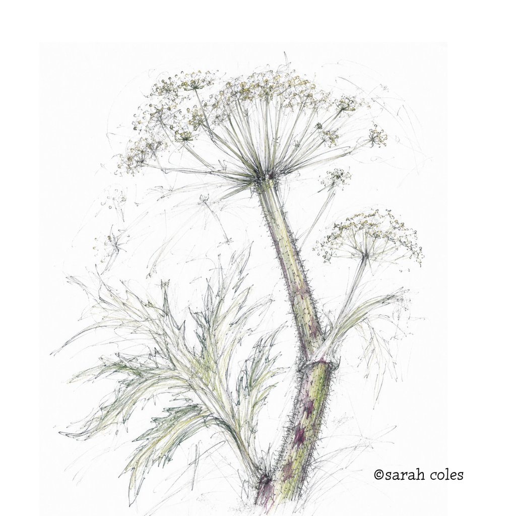 Colouring pencil Hand Sketch of Giant hogweed (Heracleum mantegazzianum)