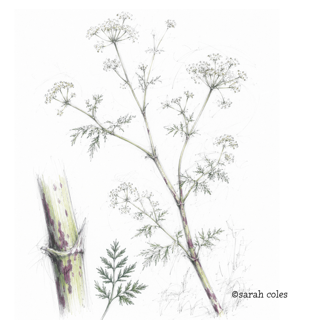 colouring pencil sketch of Hemlock (Conium maculatum)