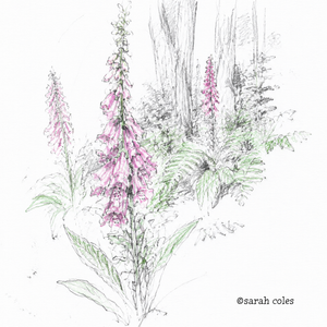 Colour Pencil Hand Sketch of Foxglove (Digitalis purpurea)