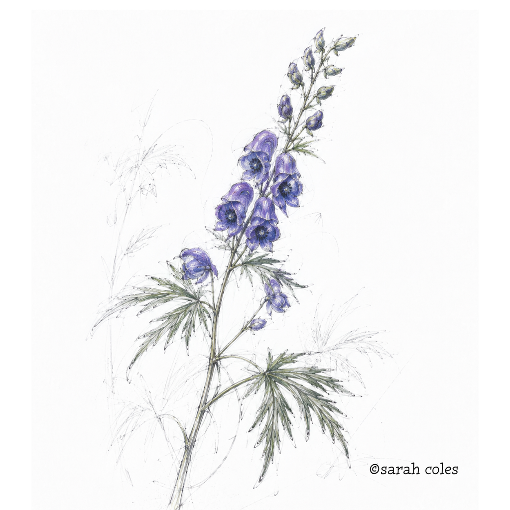 Colouring Pencil Hand Sketched Monkshood (Aconitum napellus)