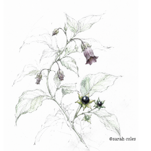 coloured hand sketched Deadly nightshade (Atropa belladonna) 