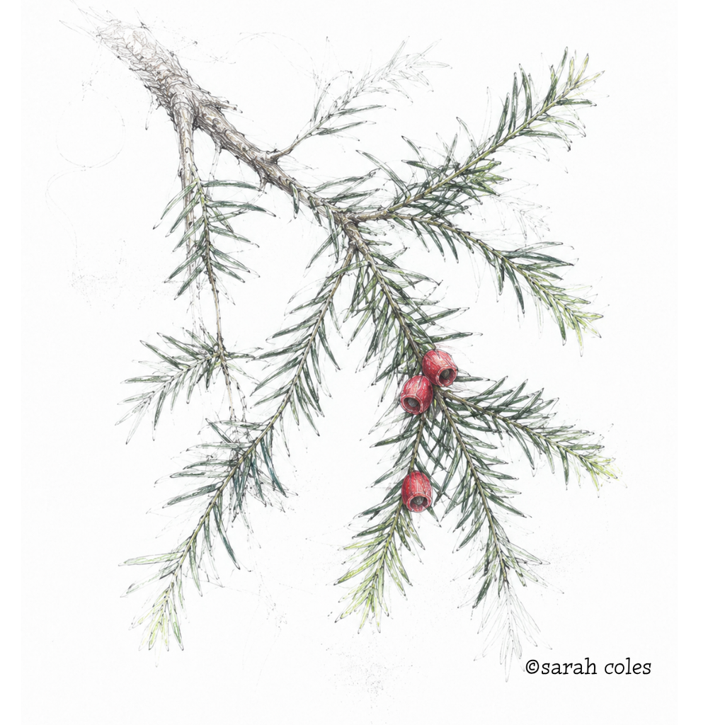 colouring pencil sketch of Yew (Taxus baccata)