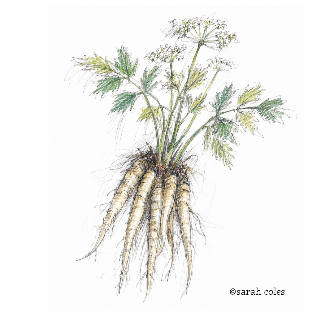 Colourful Sketch of a Skirret.
© Sarah Coles
