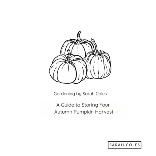 A guide to storing your autumn pumpkin harvest. Gardening by Sarah Coles. Outline of Three Pumpkins