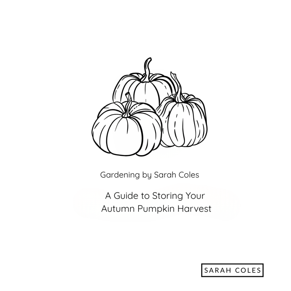 A guide to storing your autumn pumpkin harvest. Gardening by Sarah Coles. Outline of Three Pumpkins