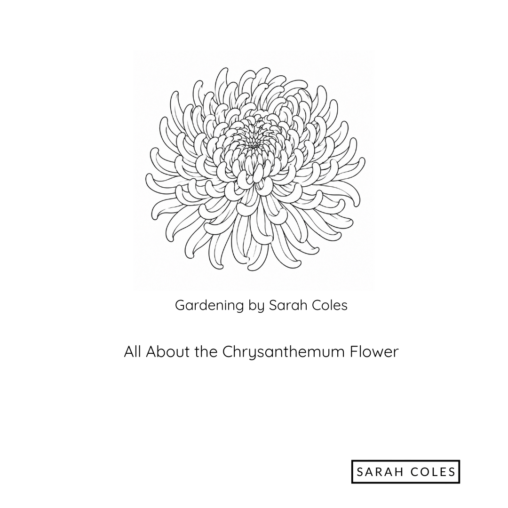 All About the Chrysanthemum Flower. Gardening by Sarah Coles. Outline Image of Flower.