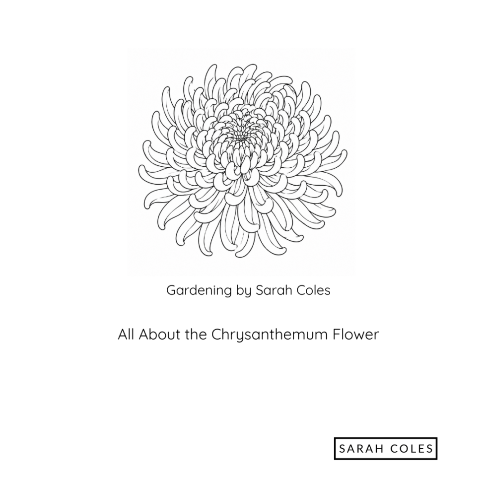 All About the Chrysanthemum Flower. Gardening by Sarah Coles. Outline Image of Flower.
