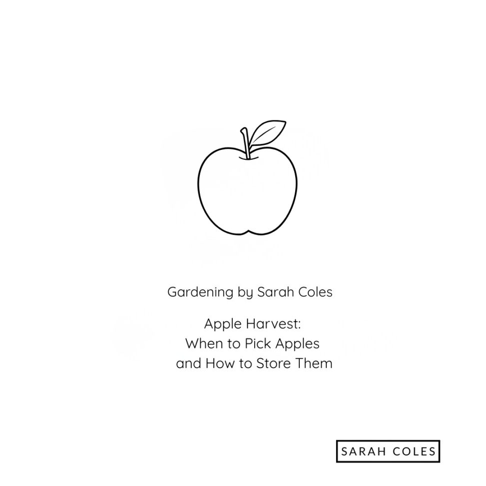 Apple Harvest. When to Pick Apples and How to Store them. Gardening by Sarah Coles Outline of Apple