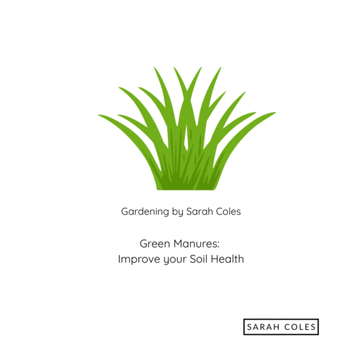 Green Manures Improve your Soil Health. Gardening by Sarah Coles. Image: Green Grass Image