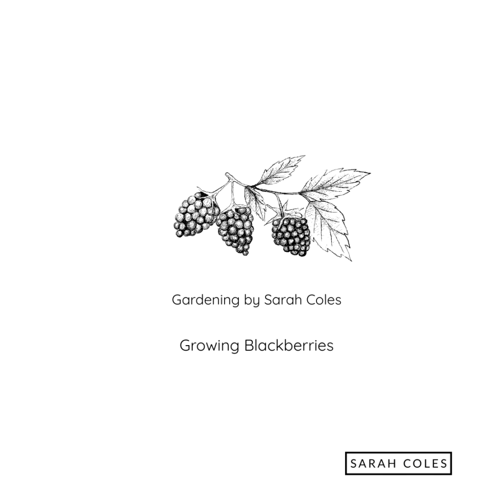 Growing Blackberries. Gardening by Sarah Coles. Outline of Blackberries