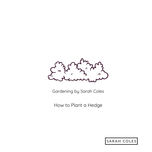 Outline of Hedge. Gardening by Sarah Coles. How to Plant a Hedge