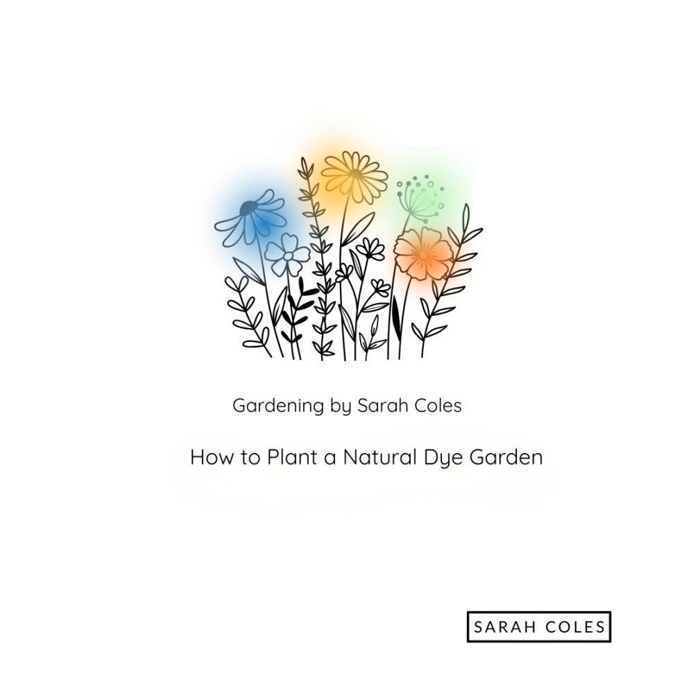 How to Plant a Natural Dye Garden. Gardening by Sarah Coles. Outline of Plants. Colour Blurs.