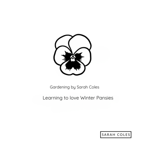 Learning to love winter pansies. Outline of pansy