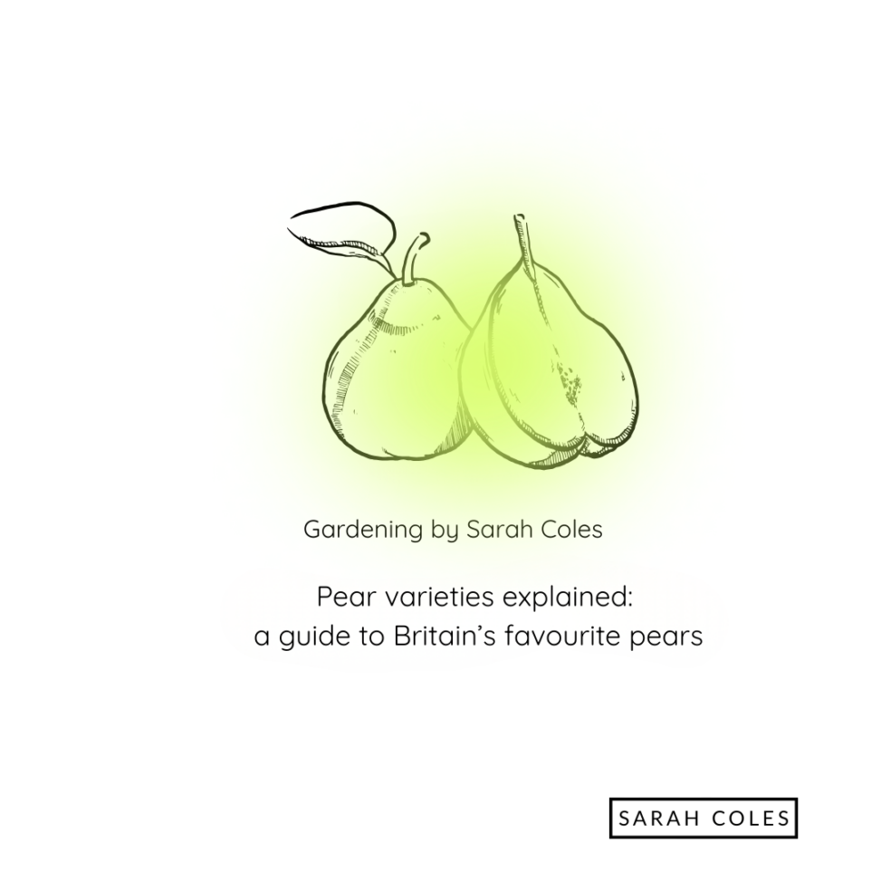 Pear varieties explained: a guide to Britain’s favourite pears Gardening by Sarah Coles Outline of pear, vut in half with green blur