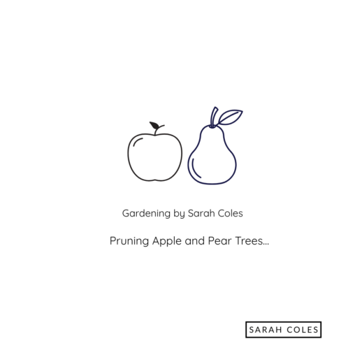 Image of Apple and Pear. Pruning Apple and Pear Trees. Gardening by Sarah Coles.