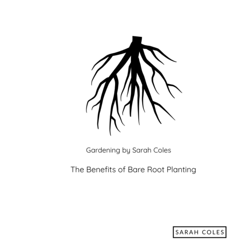 Minimal black-and-white graphic for a gardening article, featuring a bold illustration of exposed tree roots above the title “The Benefits of Bare Root Planting” and the words “Gardening by Sarah Coles”. The Sarah Coles logo appears in the bottom right-hand corner.