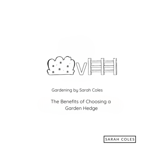 The Benefits of Choosing a Garden Hedge. Gardening by Sarah Coles. Outline of Hedge v Fence.